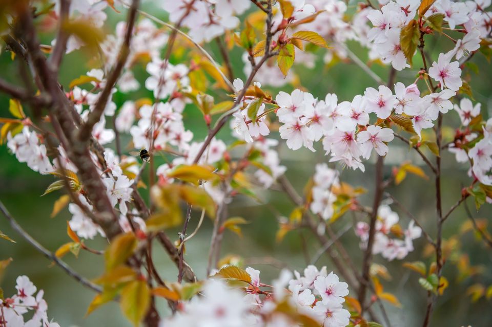 närbild på ett blommande träd